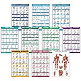 10 Pack - Exercise Workout Poster Set - Dumbbell, Suspension, Kettlebell, Resistance Bands, Stretching, Bodyweight, Barbell, Yoga Poses, Exercise Ball, Muscular System Chart (LAMINATED, 18' x 27')