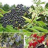 4444+ Fruit Seeds Pack for Planting Home Garden 3 Variety Individual Packs - Elderberry 2000+/ Strawberry 1222+/ Blueberry 1222+ Seeds
