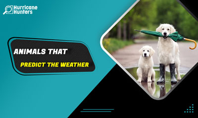 Animals That Predict the Weather